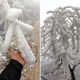 Image for article titled Iced fog turns forest into real life Frozen magic kingdom